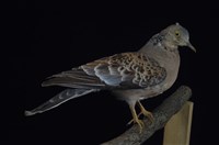 藏品(金背鳩)的圖片
